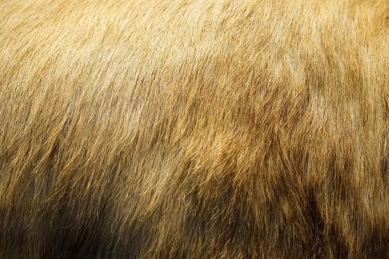 Golden Fleece